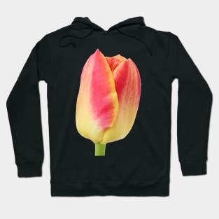 Tulipa 'Candy Corner' Triumph Tulip Hoodie